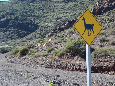 llama crossing